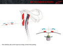 ALPINESTARS 护颈 Bionic SB Neck Suppert